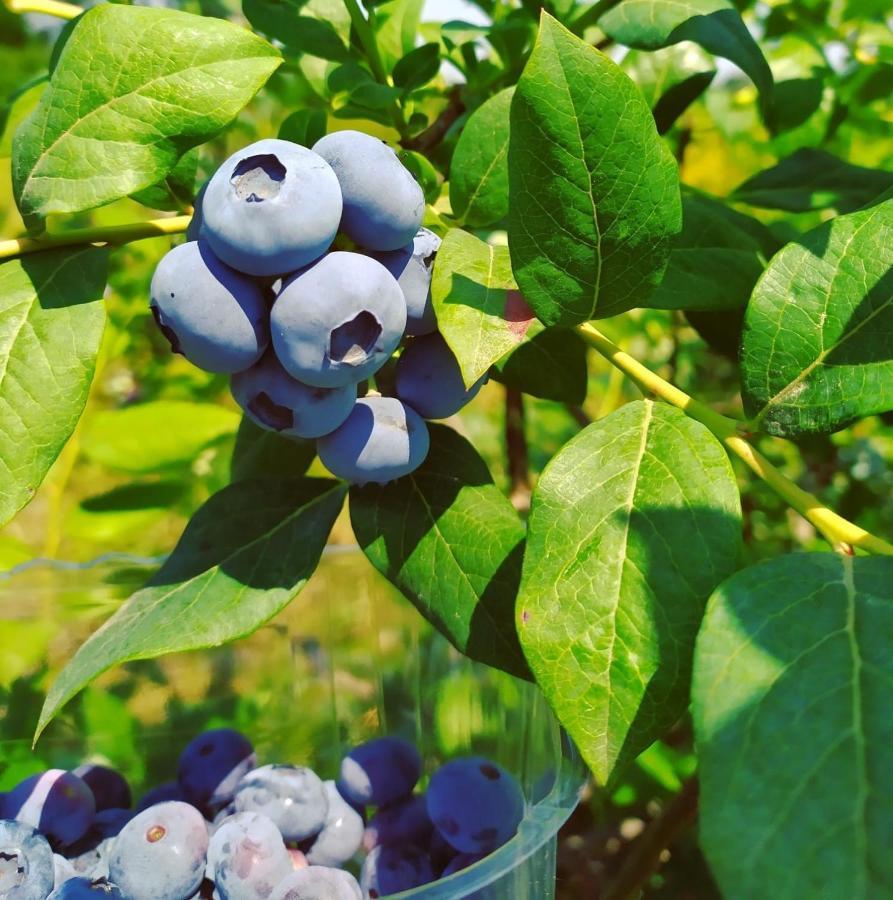 B&B Il Mirtillo Moncrivello المظهر الخارجي الصورة